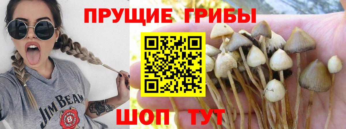 Псилоцибиновые грибы MAGIC MUSHROOMS  купить закладку  Вход с VPN  Кольчугино  Галлюциногенные грибы Magic Shrooms 
